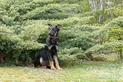 4 mies. szczeniak Kapsel do pilnej adopcji,  mazow