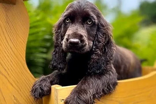 Śliczna czekoladowa suczka rasy Cocker Spaniel Angielski z Rodowodem