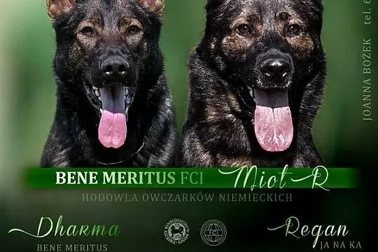 Owczarek niemiecki linia użytkowa - rodowód FCI, Mazowieckie, Warszawa