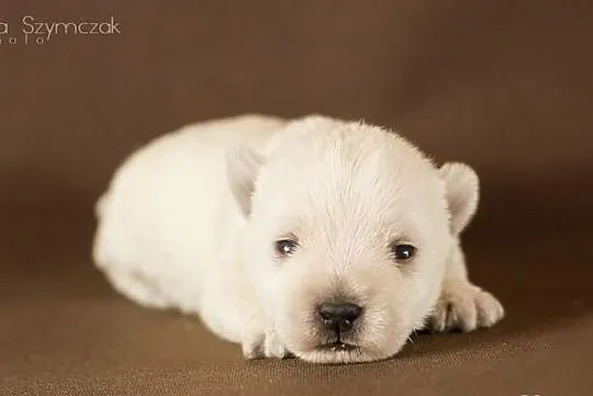 West Highland White Terrier SUPER RODOWÓD