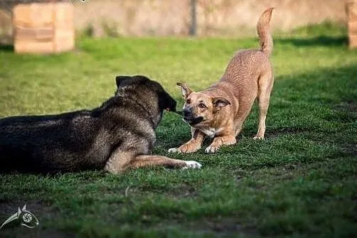 Lori idealna do domu z dziećmi :-),  śląskie Gliwi