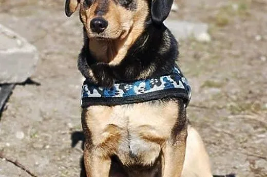 Pinia wyjątkowa suczka do adopcji,  mazowieckie Wa
