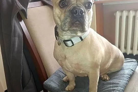 Szukam dobrego domu dla psa buldoga francuskiego