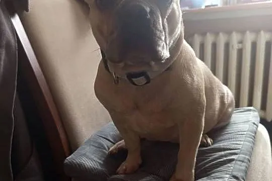 Szukam dobrego domu dla psa buldoga francuskiego, Łódzkie, Wieruszów