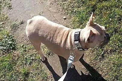 Szukam dobrego domu dla psa buldoga francuskiego, Łódzkie, Wieruszów