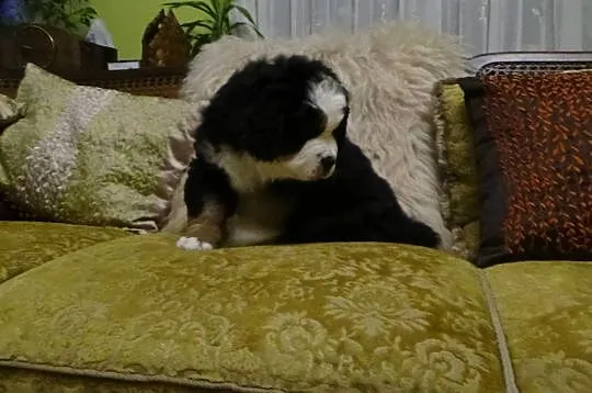 Berneński Pies Pasterski DAISY 3 m-czna suczka