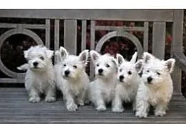 Piekne West Highland White Terrier szczenieta, MAZOWIECKIE Warszawa , 