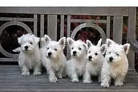 Piekne West Highland White Terrier szczenieta