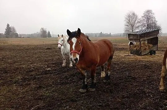 Sprzedam klacz Arden Szwedzki, Lubelskie, Dorohusk