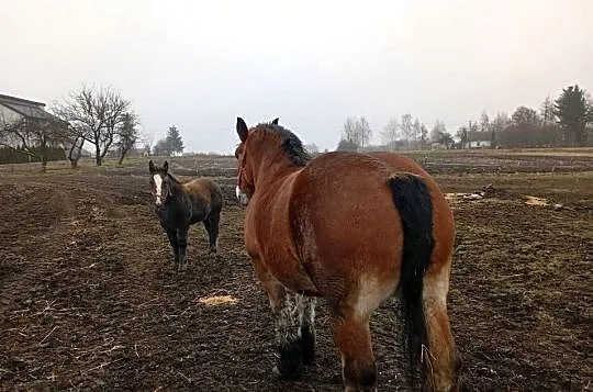 Sprzedam klacz Arden Szwedzki, Lubelskie, Dorohusk