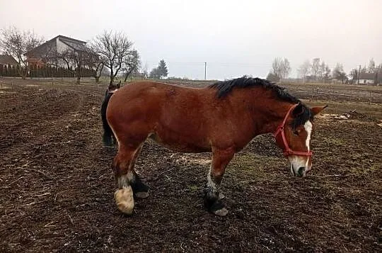Sprzedam klacz Arden Szwedzki, Lubelskie, Dorohusk