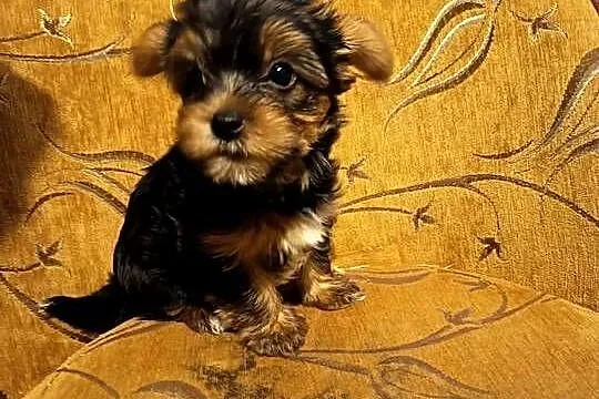 Yorkshire terrier, Świętokrzyskie, Busko-Zdrój