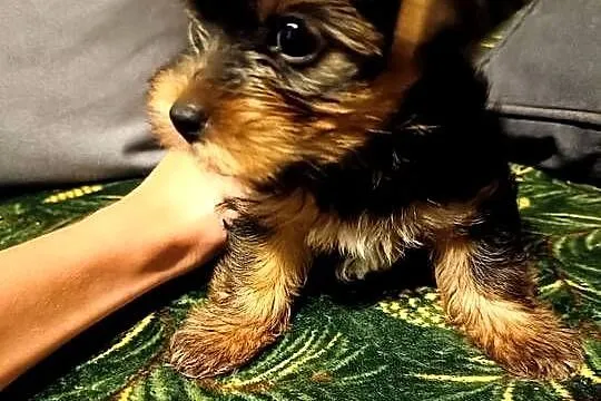 Yorkshire terrier, Świętokrzyskie, Busko-Zdrój