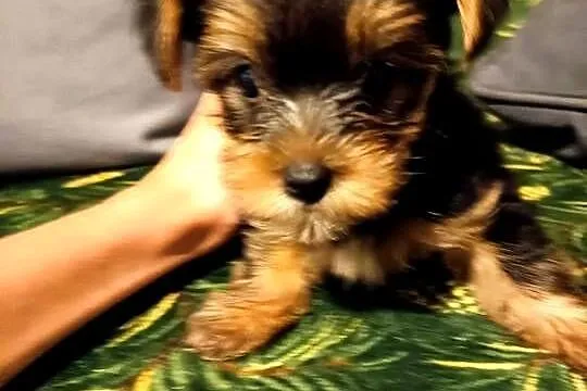 Yorkshire terrier, Świętokrzyskie, Busko-Zdrój