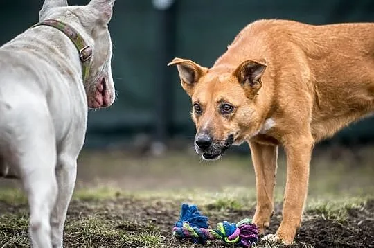 Lorka chce człowieka dla siebie, z nią będzie Ci jak w niebie, Małopolskie, Kraków