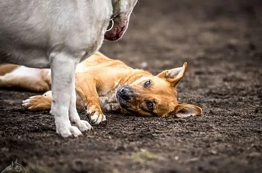 Lorka chce człowieka dla siebie, z nią będzie Ci jak w niebie, Małopolskie, Kraków