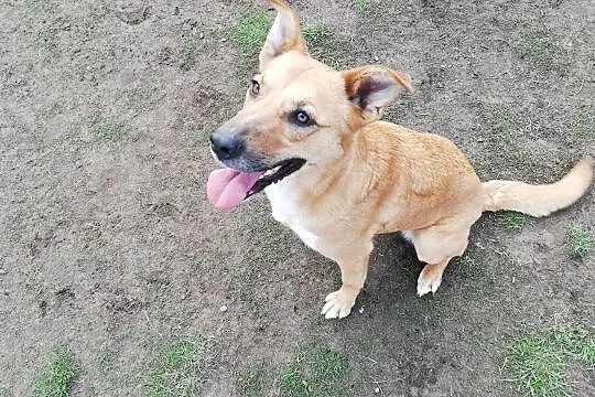 Lorka chce człowieka dla siebie, z nią będzie Ci jak w niebie, Małopolskie, Kraków