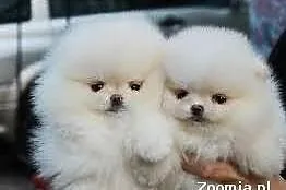 pomeranian szczeniaki do adopcji
