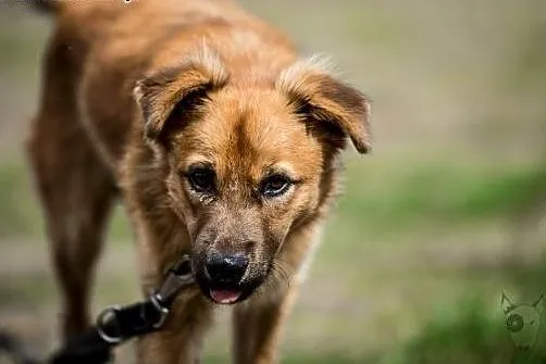 Dwa latka mam, komu resztę życia dam?,  śląskie Ra