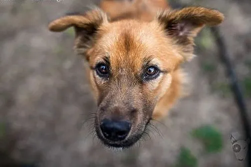 Dwa latka mam, komu resztę życia dam?,  śląskie Ra