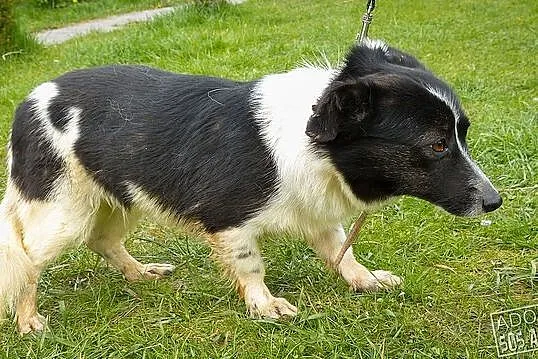 MIMI młodziutka kruszynka, łagodna, przyjacielska,