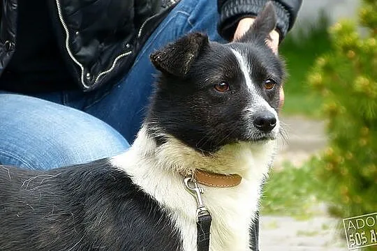 MIMI młodziutka kruszynka, łagodna, przyjacielska,