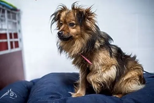 PAPILOT - mały, fajny pies - do adopcji dzisiaj je