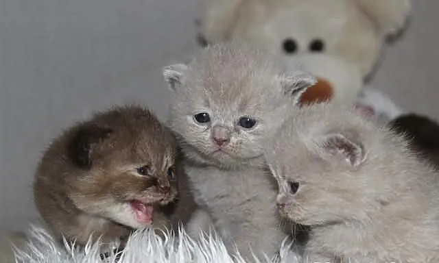 Pluszowe brytyjskie misie, przesliczne kociaczki