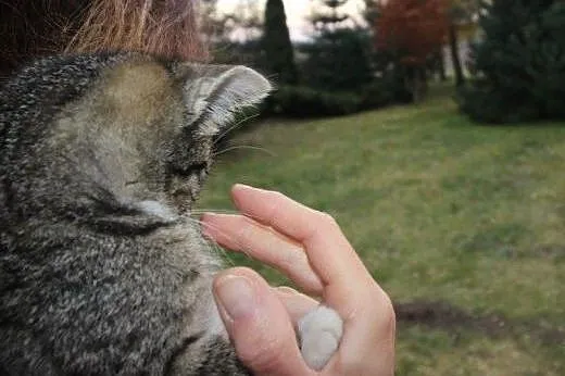 Maluszki do adopcji!!!!,  łódzkie Łódź