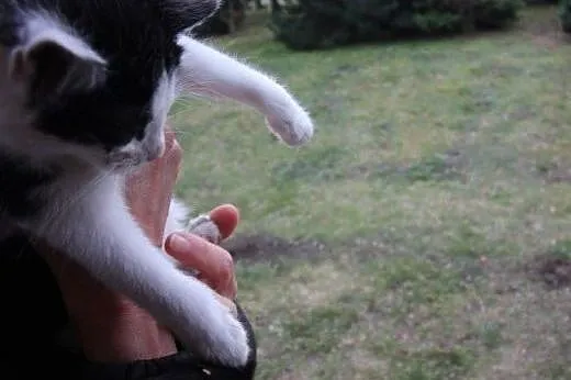 Maluszki do adopcji!!!!,  łódzkie Łódź