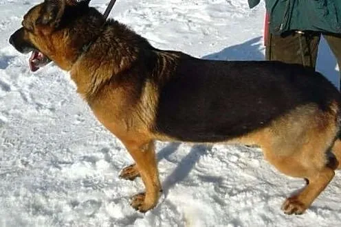 JACKY w typie owczarka niemieckiego,  mazowieckie 
