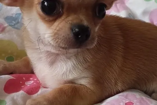 Chihuahua sprzedam slicznego pieska z rodowodem FC