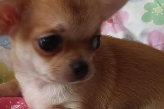 Chihuahua sprzedam slicznego pieska z rodowodem FC