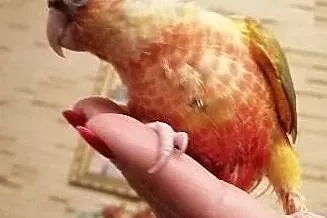 Rudosterki pupile