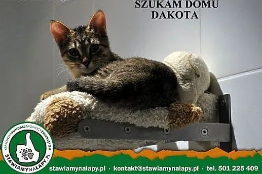 Dakota. Fundacja Stawiamy Na Łapy, małopolskie Kraków