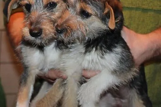 dwie, 3-miesięczne sunie do PILNEJ adopcji!,  łódzkie Łódź