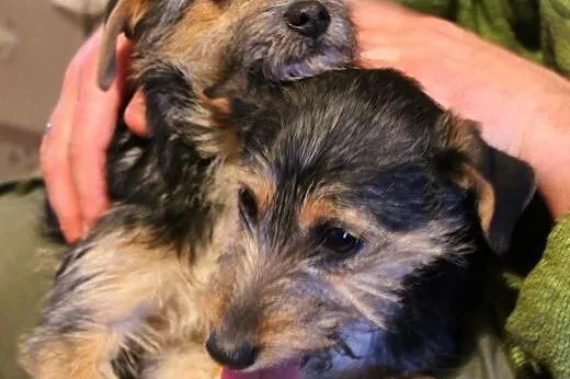 Dwie, 3-miesięczne sunie do PILNEJ adopcji!,  łódz