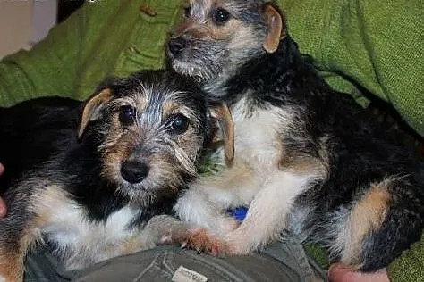 Dwie, 3-miesięczne sunie do PILNEJ adopcji!,  łódz