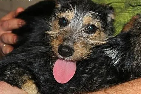 Dwie, 3-miesięczne sunie do PILNEJ adopcji!,  łódz