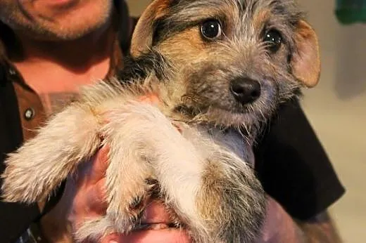 Dwie, 3-miesięczne sunie do PILNEJ adopcji!,  łódz