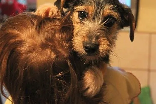 Dwie, 3-miesięczne sunie do PILNEJ adopcji!,  łódz