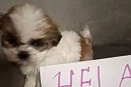 Shih tzu z wielopokoleniowym rodowodem