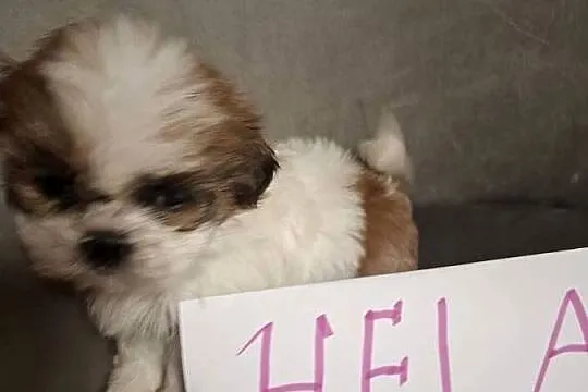 Shih tzu z wielopokoleniowym rodowodem