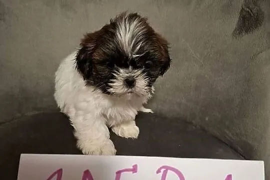 Shih tzu z wielopokoleniowym rodowodem, Wielkopolskie, Gostyń