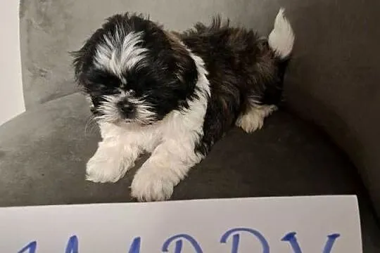 Shih tzu z wielopokoleniowym rodowodem, Wielkopolskie, Gostyń