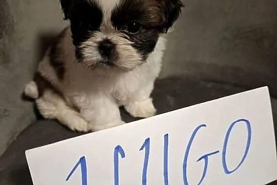 Shih tzu z wielopokoleniowym rodowodem, Wielkopolskie, Gostyń