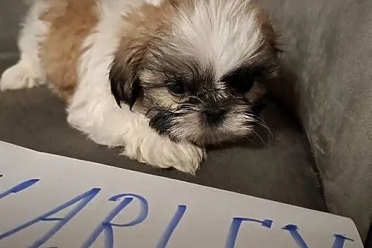 Shih tzu z wielopokoleniowym rodowodem, Wielkopolskie, Gostyń