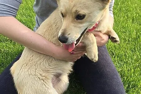 Timon - kochane i energiczne maleństwo do adopcji!