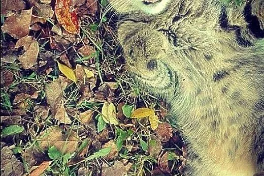 Przytulaśno- mruczasty kocurek szuka domu,  lubels