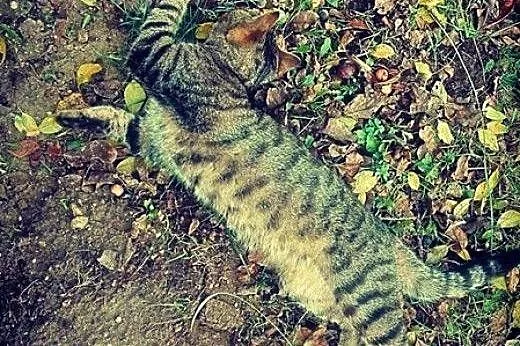 Przytulaśno- mruczasty kocurek szuka domu,  lubels